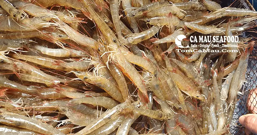 Tôm đất tươi sống làm tôm nguyên liệu chế biến tôm khô Cà Mau